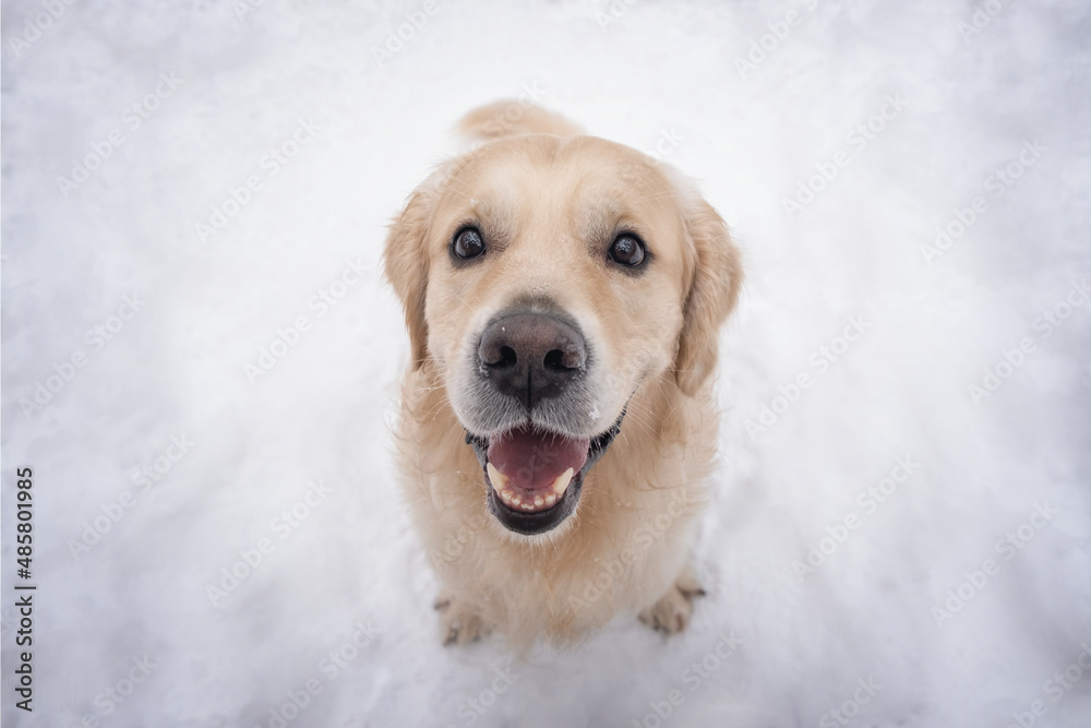 A dog sits in a snow-covered clearing in winter, seen from above. A golden retriever happily looks at the camera in the park in the cold weather.