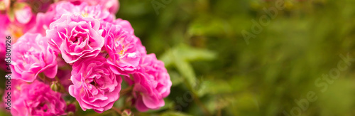 Pink rose flowers on the rose bush in garden ready postcard  wallpaper banner.