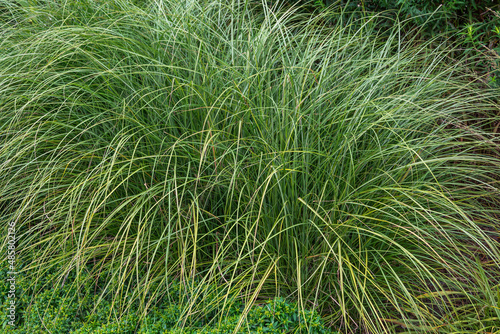 Sedge, curex, decorative garden grass