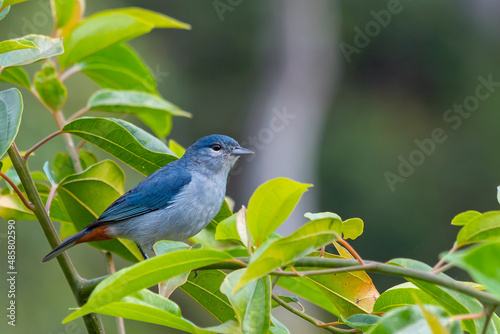 Chestnut-vented Conebill