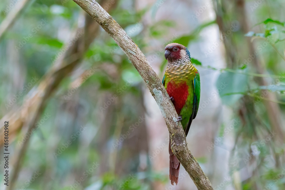 Maroon-faced Parakeet Maroon-faced Parakeet