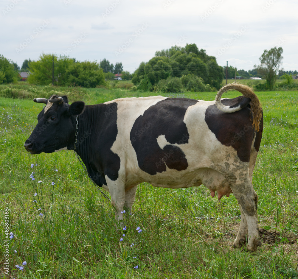 Cow green meadow close. And waving his tail Cow green meadow close. And waving his tail