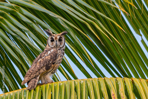 Striped Owl photo