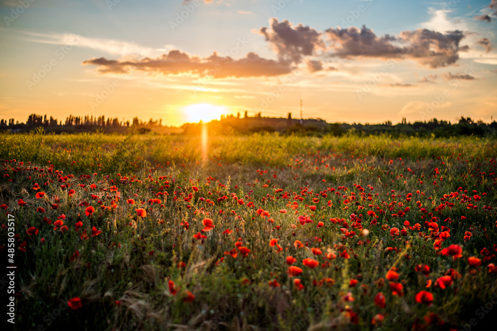 Panoramic view of a beautiful field of red poppies in the rays of the setting sun. Nature postcard