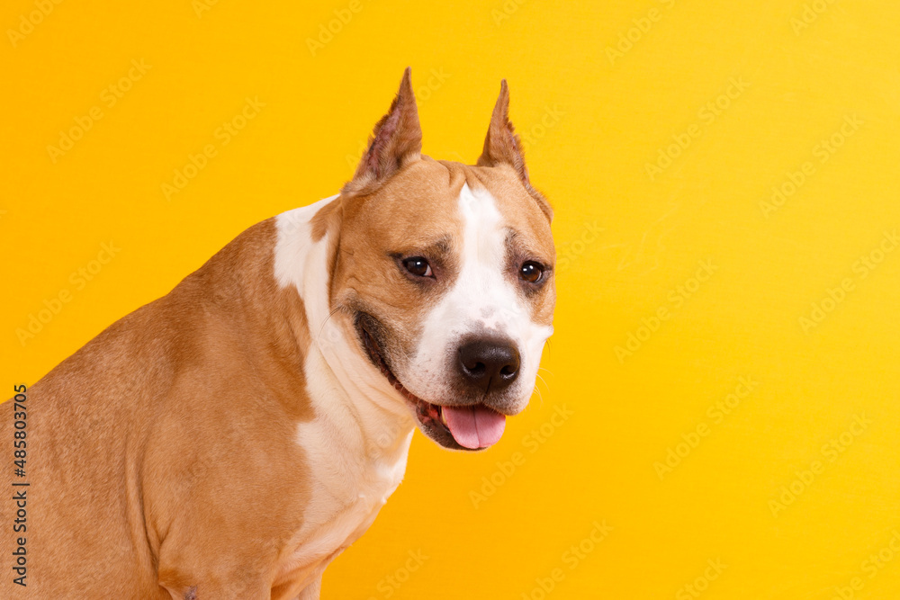 dog american staffordshire terrier with tongue hanging out on yellow background