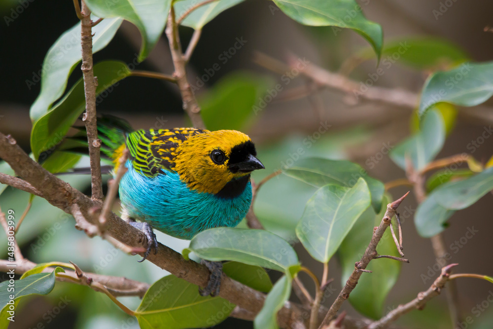 Fototapeta premium Gilt-edged Tanager