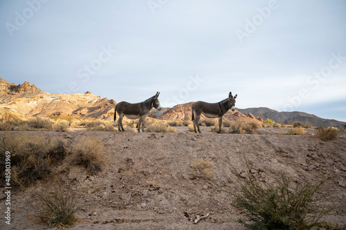 Wild donkey on a hill in the desert 