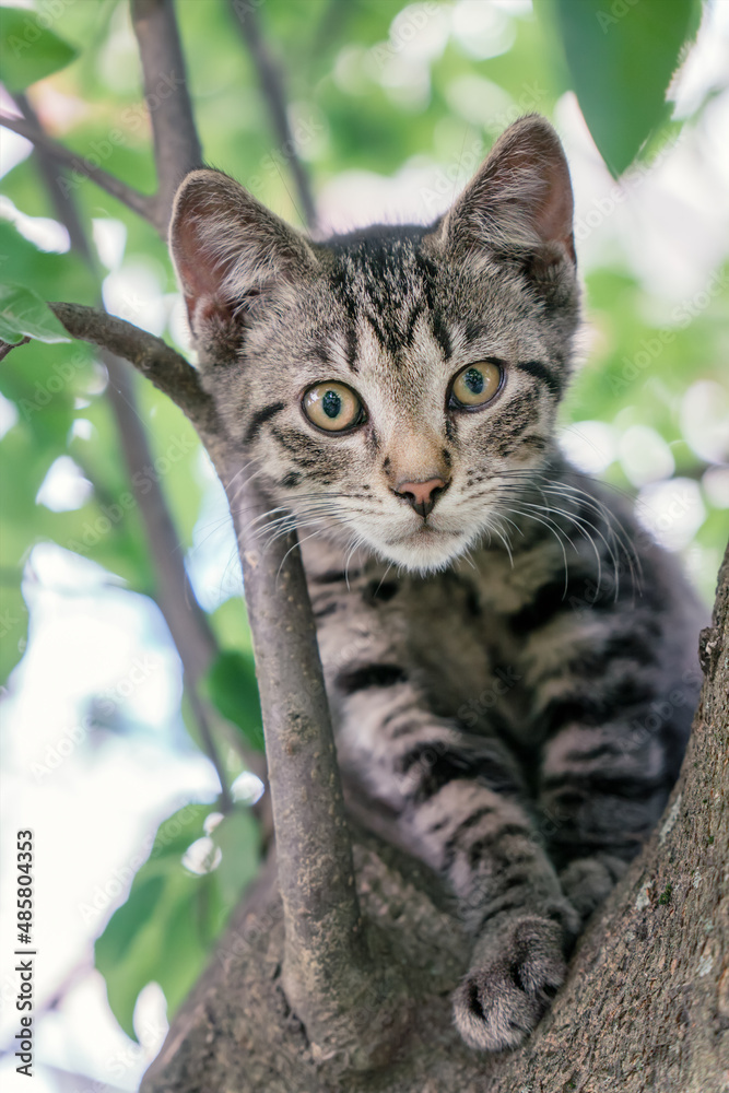 Kitten or cat on tree. Homeless wild gray kitten climbed up and hides in tree branches in summer Kitten or cat on tree. Homeless wild gray kitten climbed up and hides in tree branches in summer