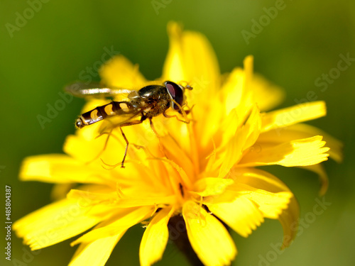 Macro of black and yellow fly feeding on yellow flower