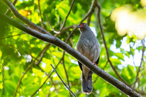 Cryptic Forest-Falcon photo