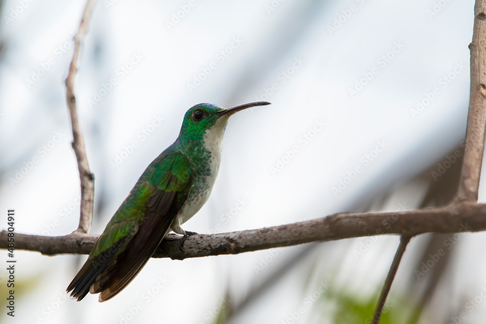 Obraz premium Plain-bellied Emerald