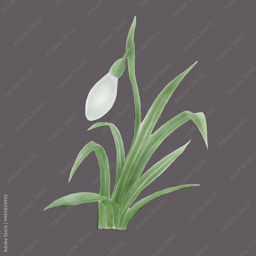 A white snowdrop flower bud on a gray background watercolor illustration