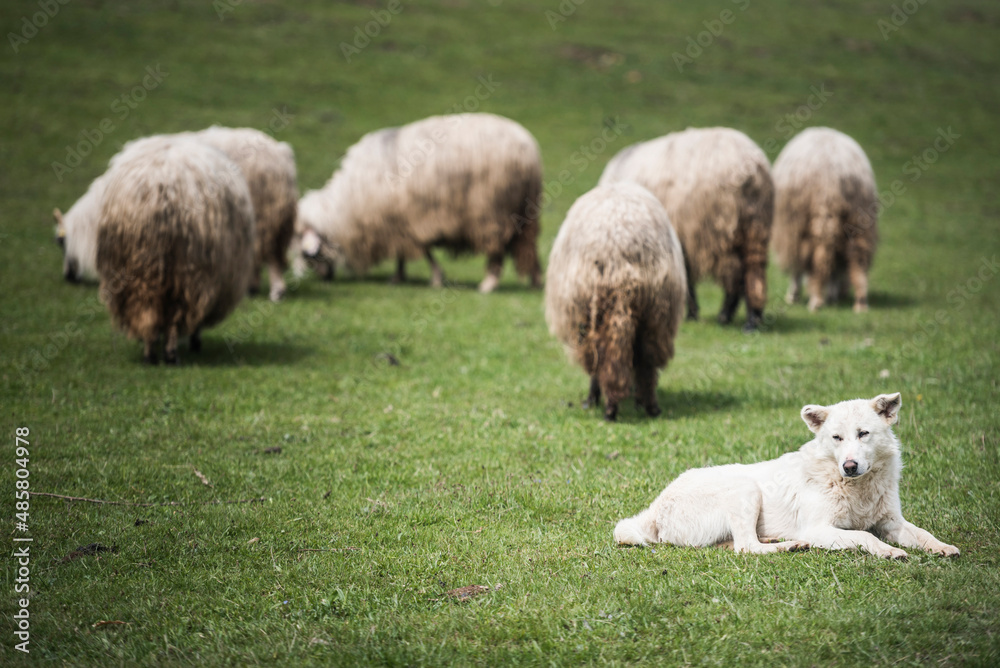 Sheep dog protecting flock of sheep in Jina, a commune of shepherds in Sibiu County, Transylvania, Romania Sheep dog protecting flock of sheep in Jina, a commune of shepherds in Sibiu County, Transylvania, Romania