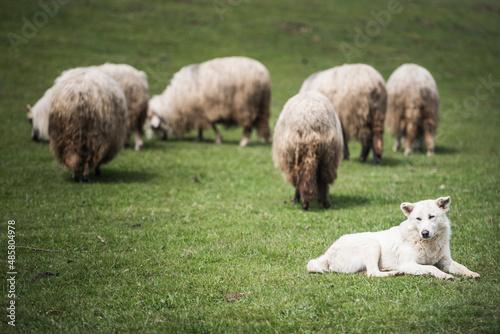 Sheep dog protecting flock of sheep in Jina, a commune of shepherds in Sibiu County, Transylvania, Romania photo