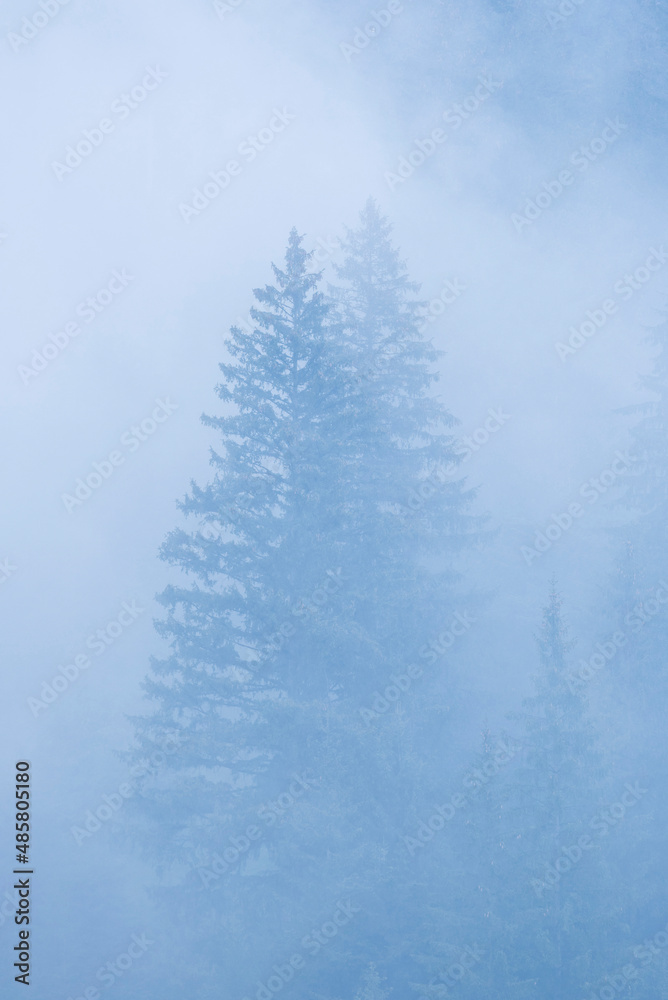 Misty Romanian forest landscape around Sucevita Monastery, Bukovina Region, Romania