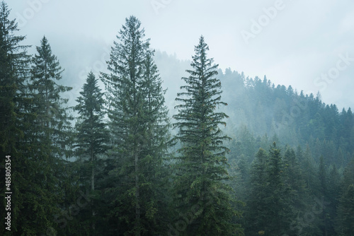 Fototapeta Naklejka Na Ścianę i Meble -  Misty Romanian forest landscape around Sucevita Monastery, Bukovina Region, Romania