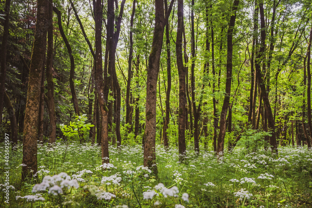 Fototapeta premium Grounds of Sapanta Peri Monastery, a wooden church in Maramures, Romania