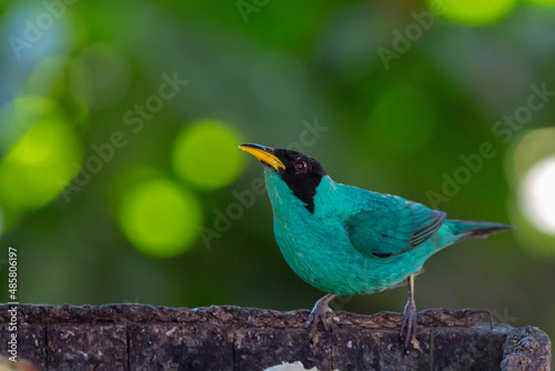 Photography Green Honeycreeper