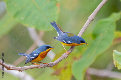 Tropical Parula