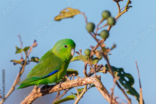 Blue-winged Parrotlet