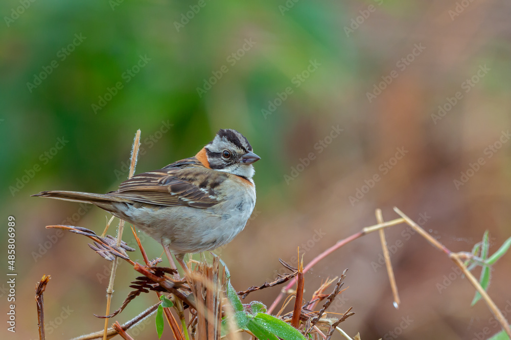 Rufous-collared Sparrow Rufous-collared Sparrow
