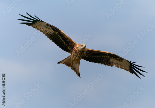 Milvus Milvus  Red Kite in flight