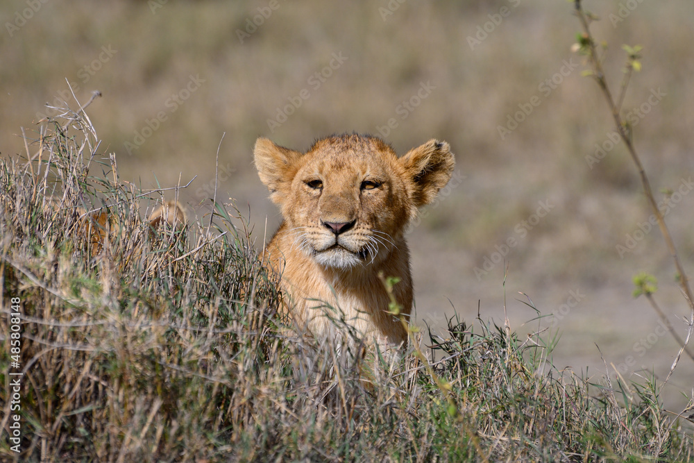 Young lion in grass in the Serengeti Young lion in grass in the Serengeti