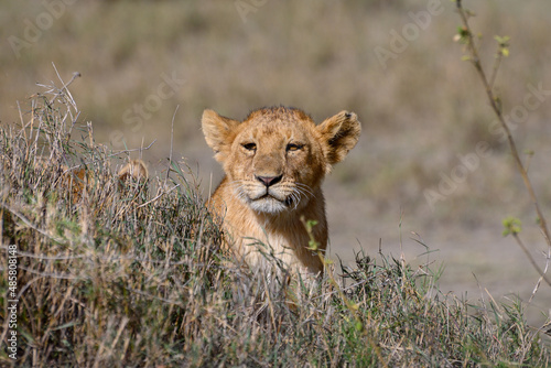 Young lion in grass in the Serengeti 