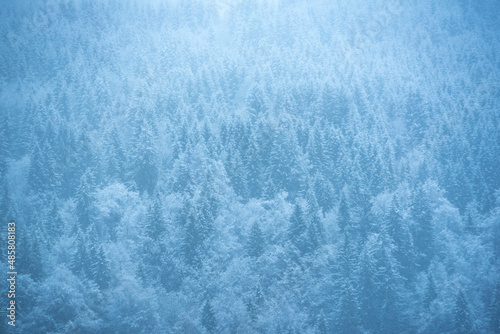 Snowy forest winter landscape, Morzine, Port du Soleil, Auvergne Rhone Alpes, Alps, France, Europe