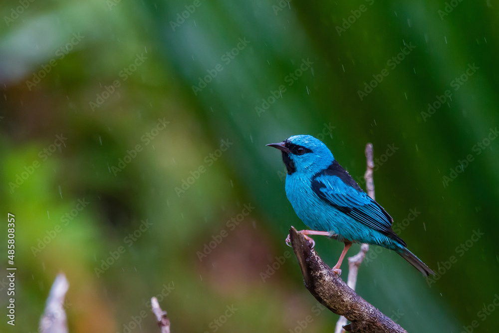 Obraz premium Blue Dacnis