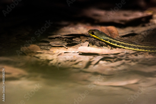 Yellow-striped Water Snake (Thamnosophis stumpffi), Andasibe-Mantadia National Park, Madagascar