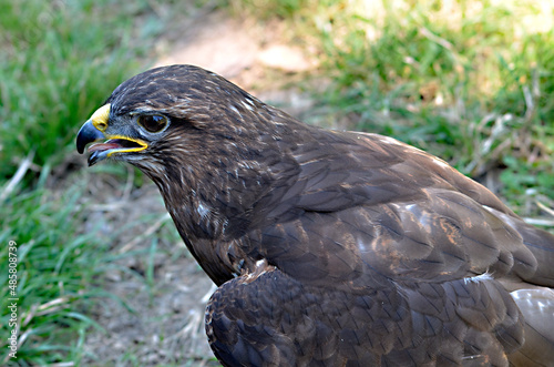 Portrait of Harris Hawk (Parabuteo unicinctus) seen from above