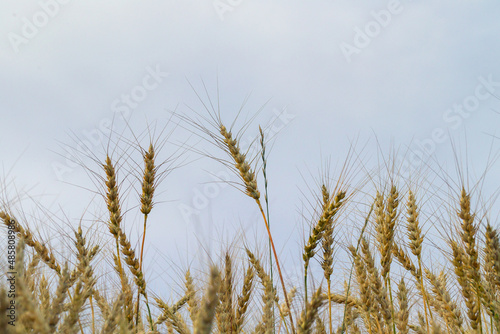 wheat in the field close-up against the sky