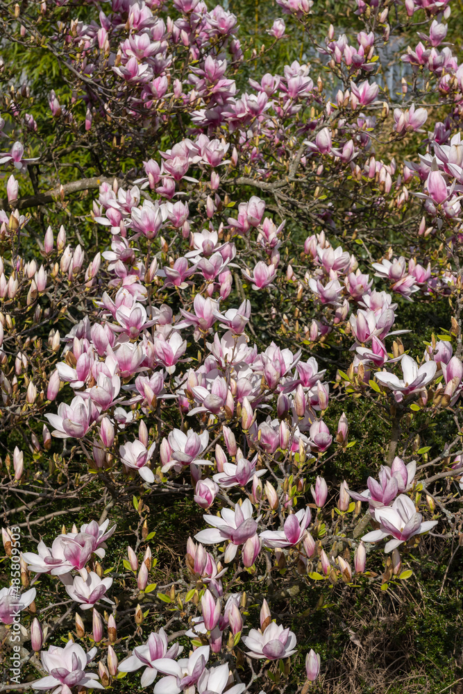A magnolia tree in full bloom in the Kurpark of Wiesbaden/Germany  