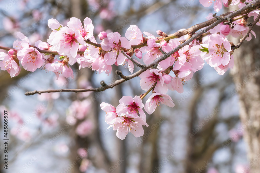 Close-up of a branch with pink almond blossoms in Johannisberg/Germany in the Rheingau 