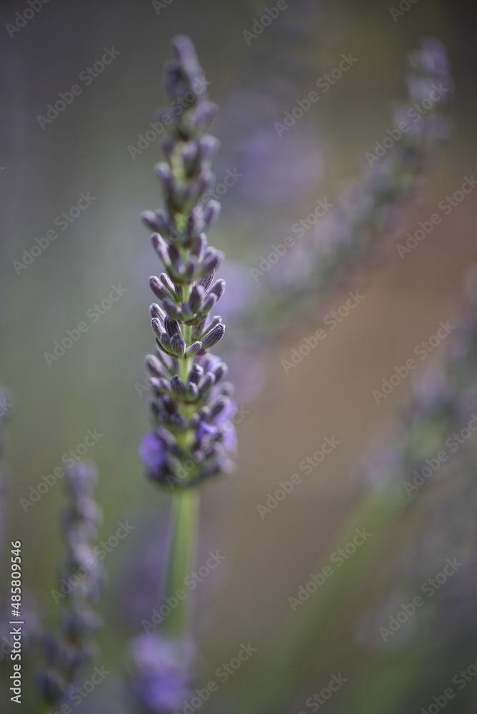 Lavendelblüte, Nahaufnahme