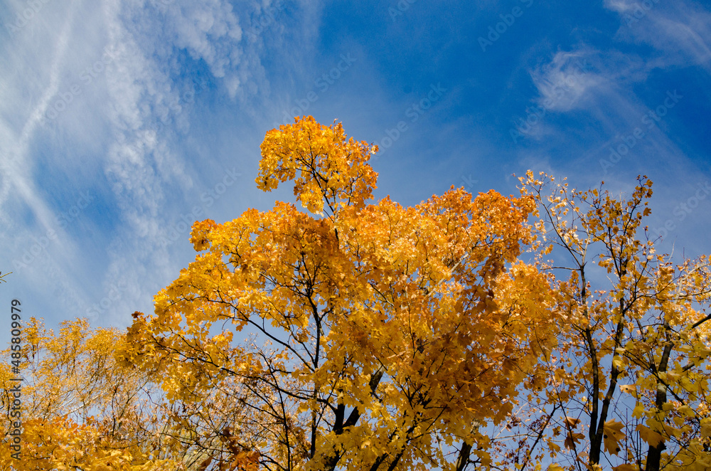 Fototapeta premium autumn trees in the sky