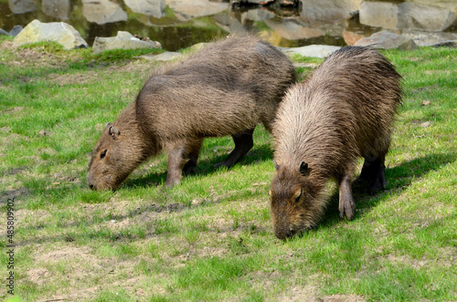 Two capybara (Hydrochoerus hydrochaeris) eating the grass