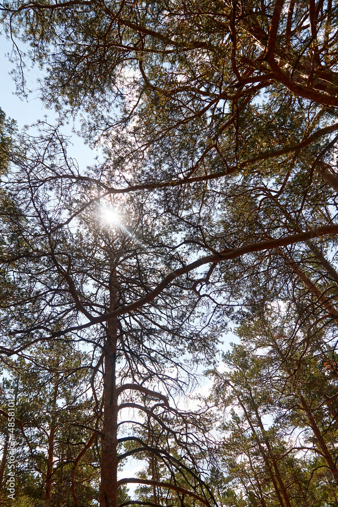 Obraz premium sun's rays breaking through the trunks of pine trees