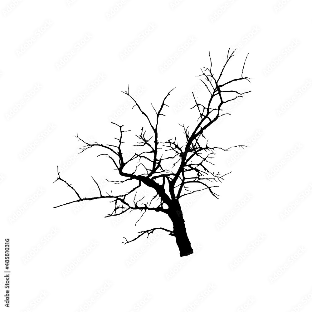 Fototapeta premium Bare Branch Silhouette Tree. Japanese Winter Garden