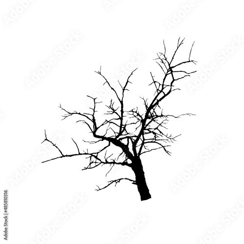 Bare branch silhouette isolated. Close up of tree fragment. Vector