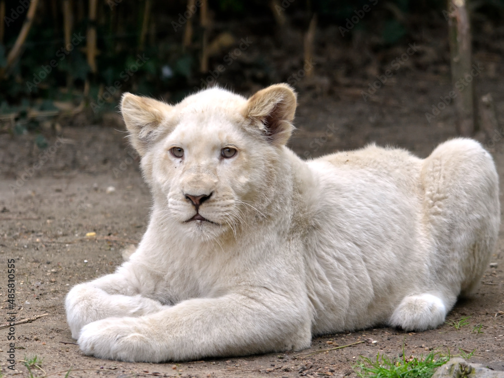 Closeup of rare white lion cub (Panthera leo) lying on grass Closeup of rare white lion cub (Panthera leo) lying on grass