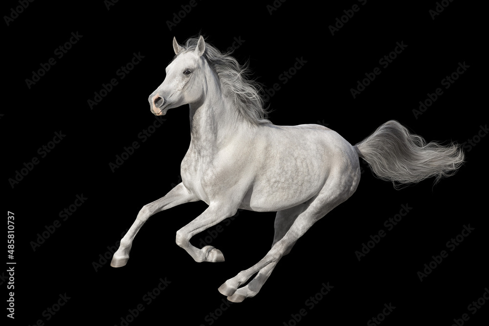 black horse isolated on white