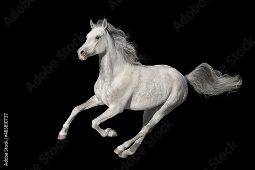 black horse isolated on white © callipso88