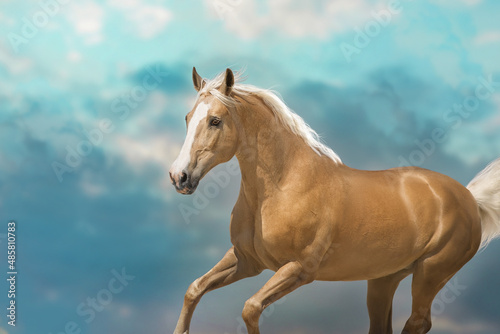 Palomino horse run free against sky