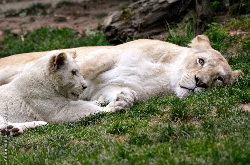 White lionness (Panthera leo) and its cub lying on grass White lionness (Panthera leo) and its cub lying on grass