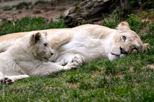White lionness  Panthera leo  and its cub lying on grass