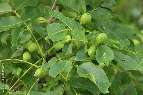 A close-up of walnuts growing on their tree 