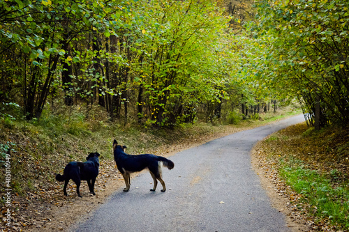 Two stray dogs on an autumn road