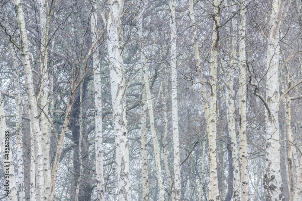 Birch Tree woodland in Richmond Park, London, England